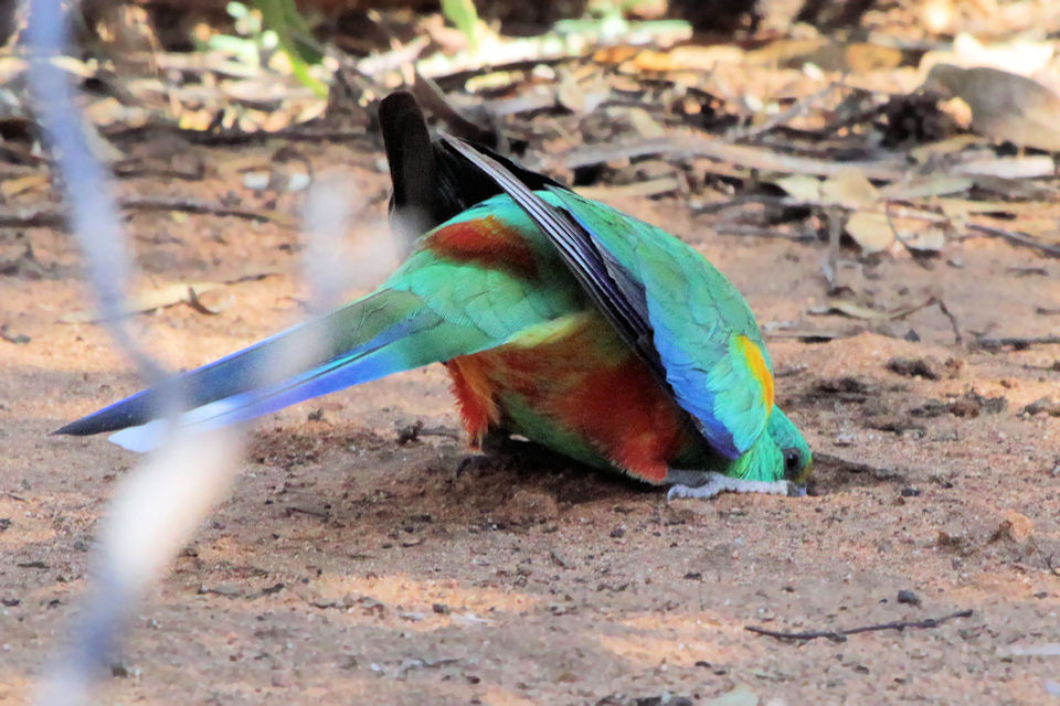 Mulga Parrot (Psephotus varius)